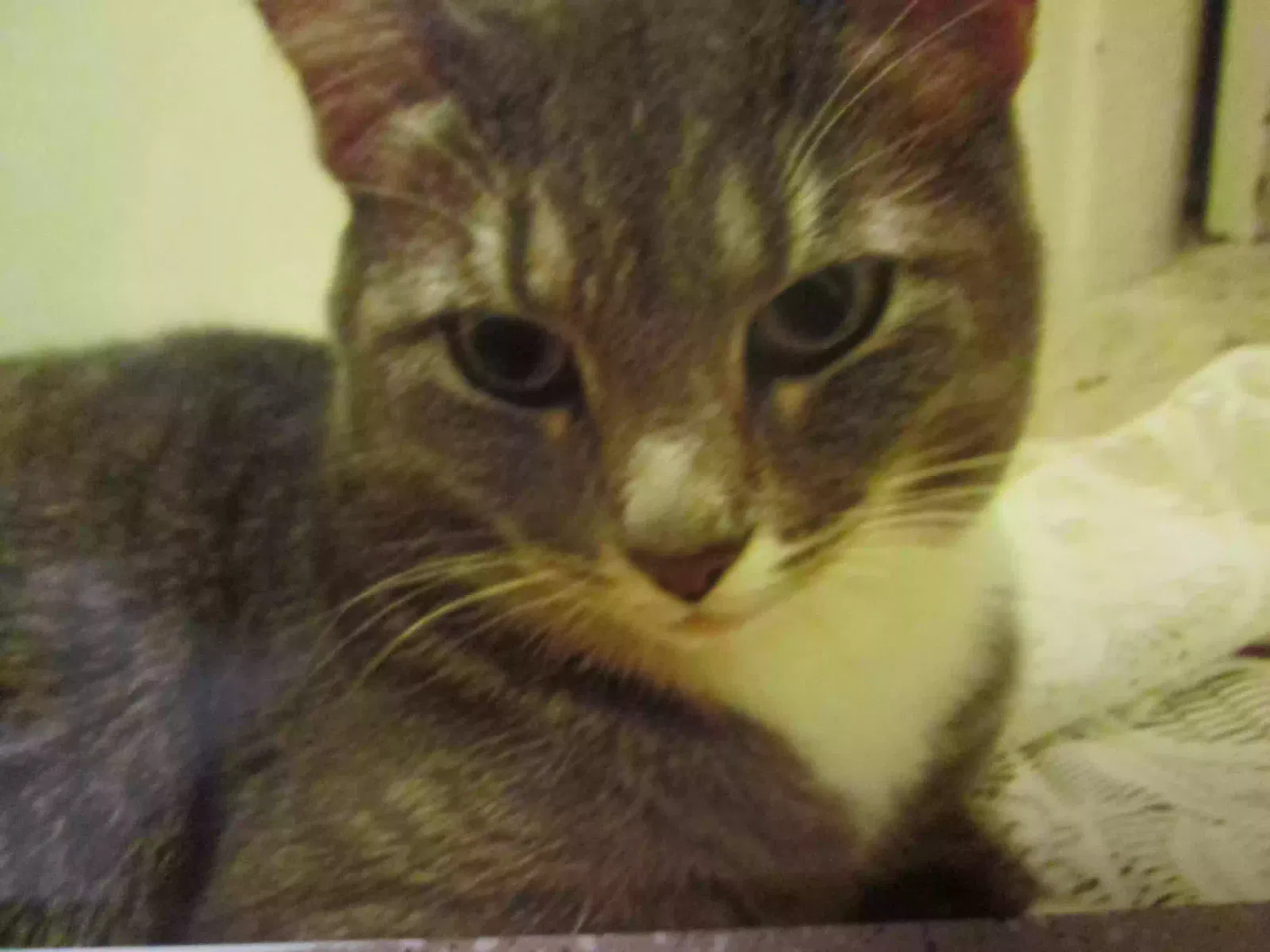 Carmelita, Tabby Cat for adoption in Cincinnati, OH, 45246