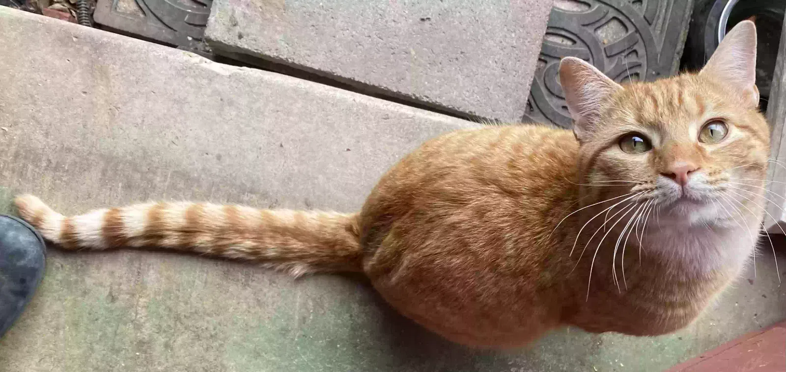 Rusty, DSH Cat for adoption in Camden, OH, 45311