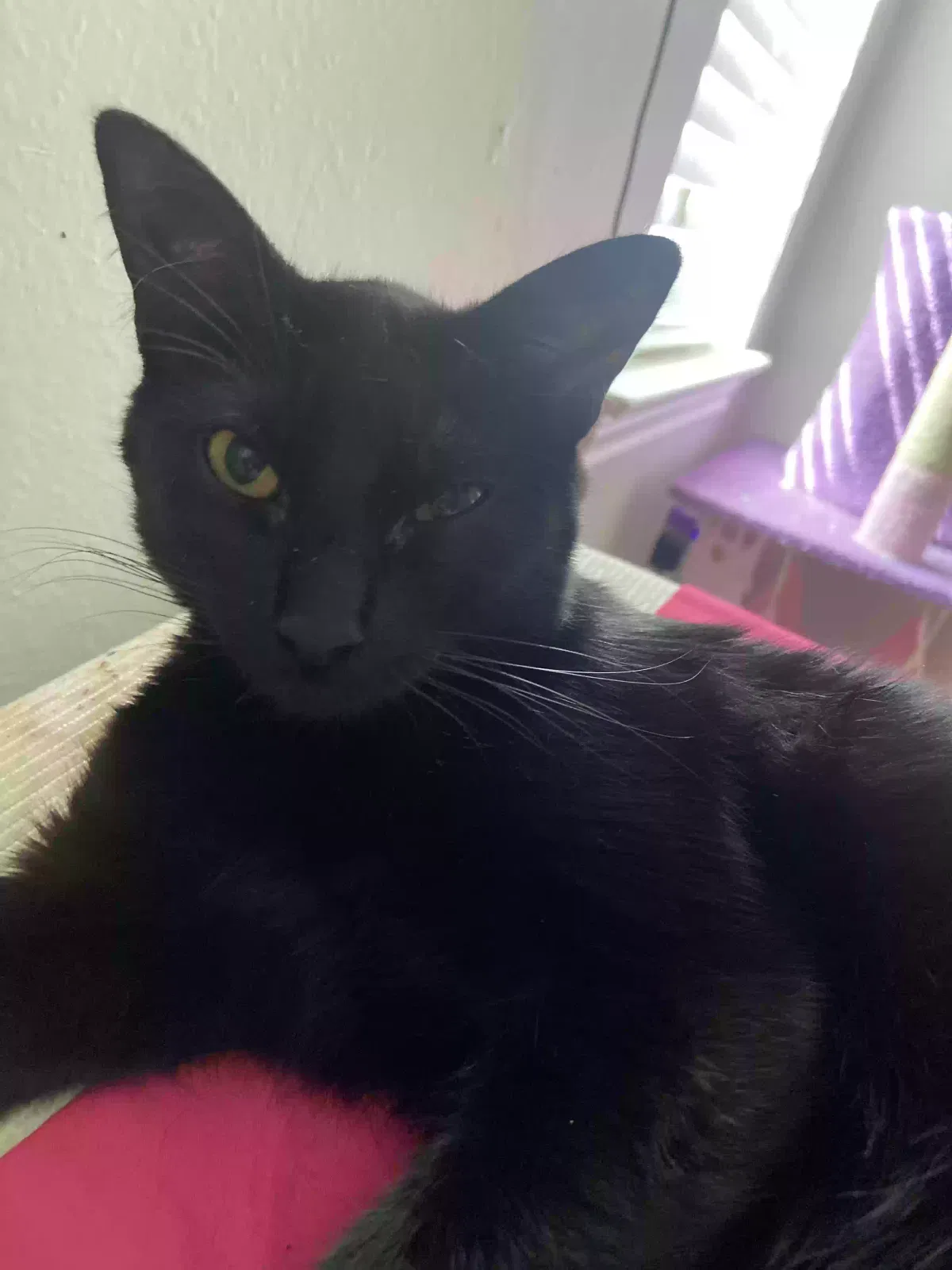 Bean, Unknown Cat for adoption in Garland, TX, 75041