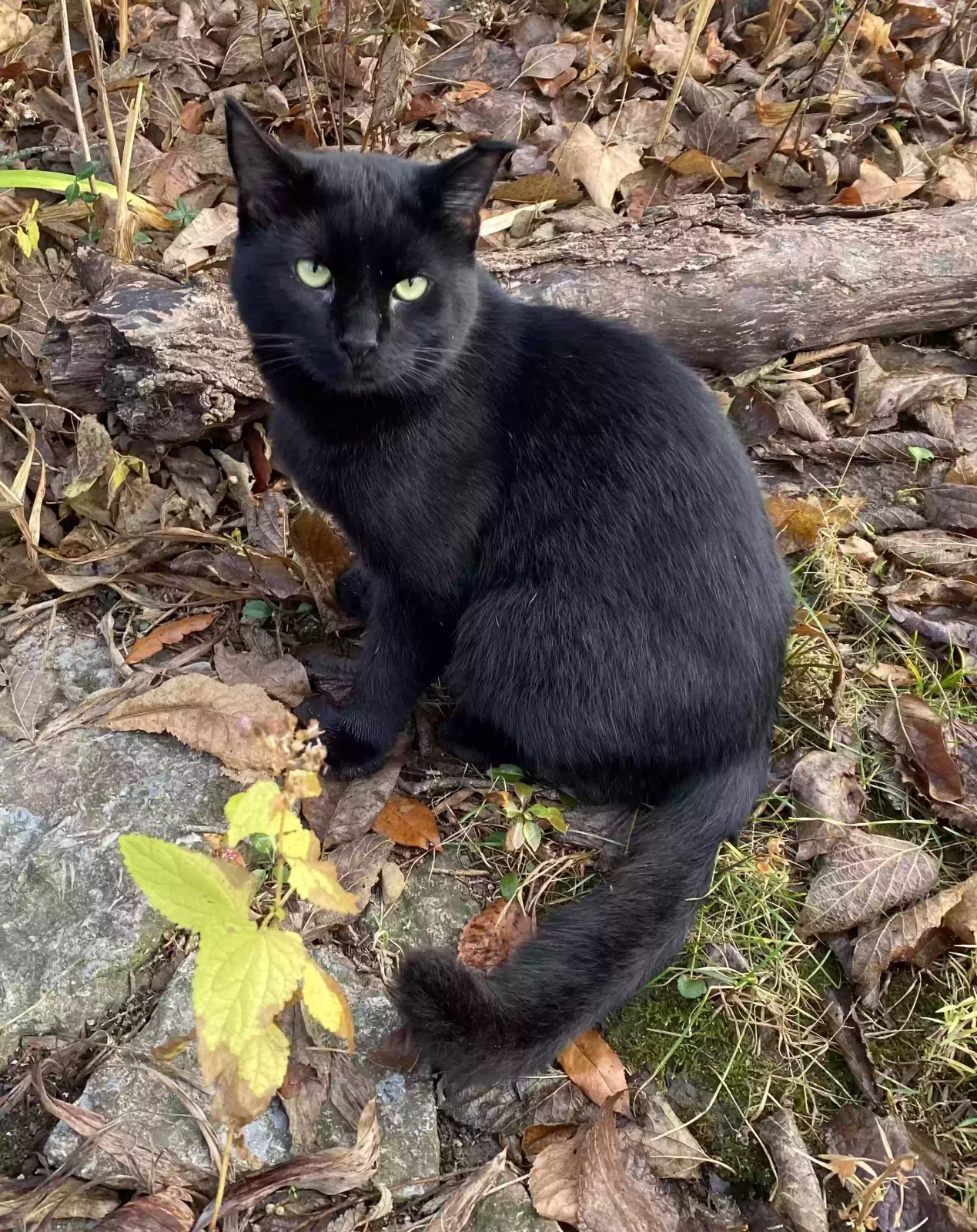 Max, DSH Cat for adoption in Camden, OH, 45311