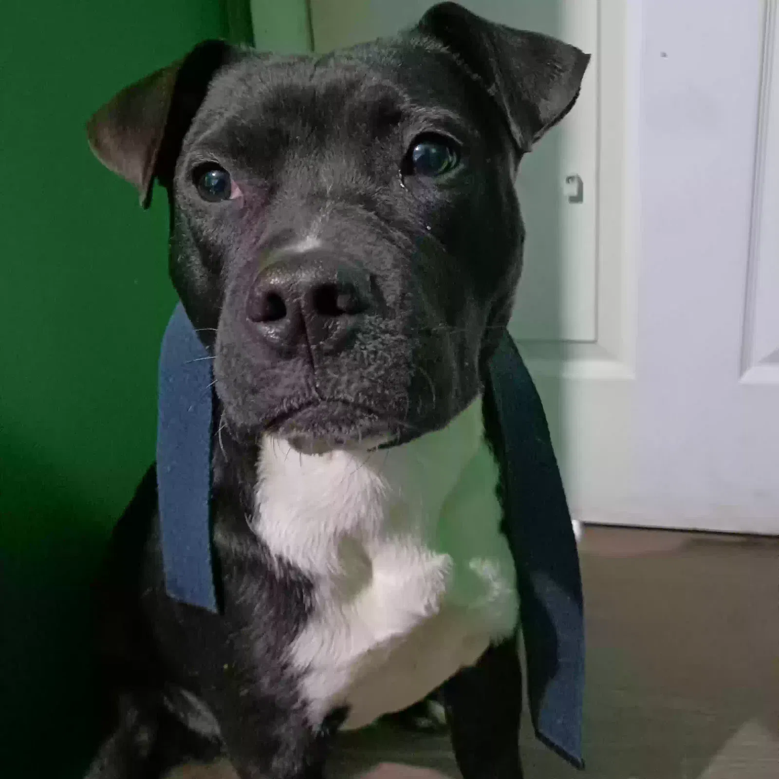 Bella, Pit mut Dog for adoption in Forest Park, GA, 30297