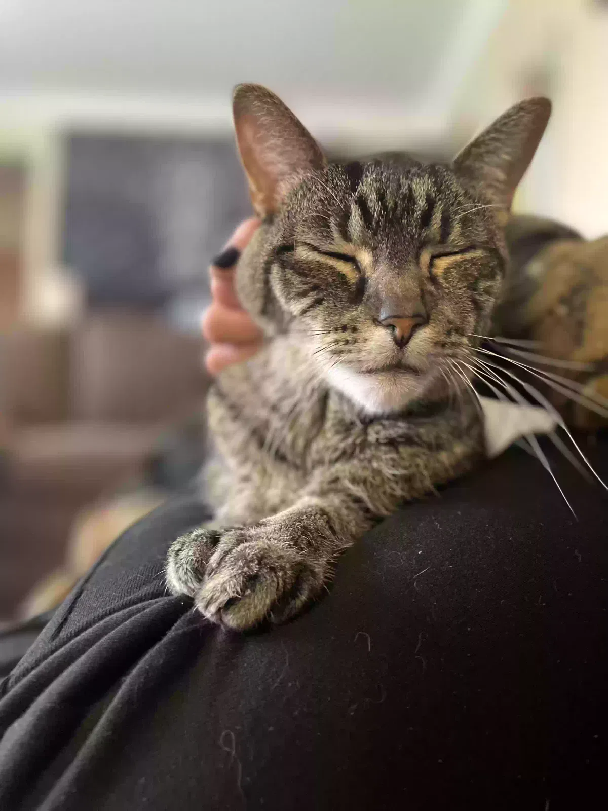 Loki, Tabby Cat for adoption in Wayne, MI, 48184