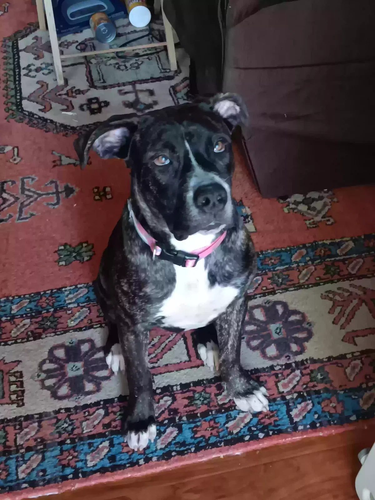 Willow, mixed Dog for adoption in Antioch, CA, 94531