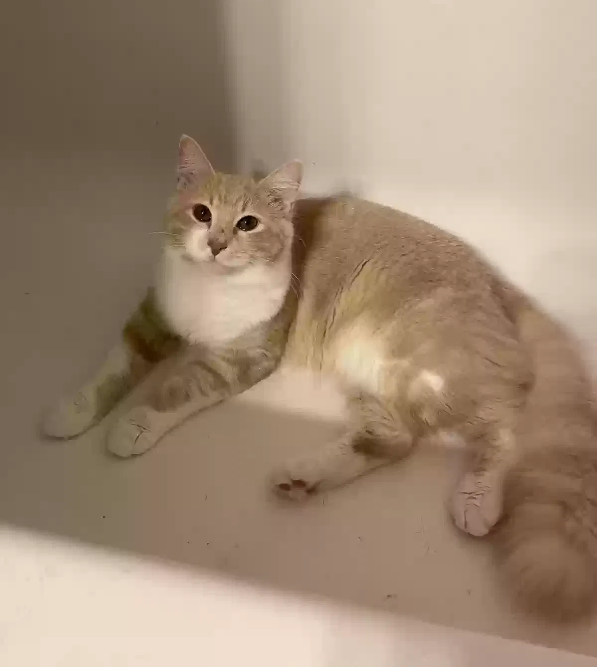 Crookshanks, Unknown Cat for adoption in Adel, GA, 31620