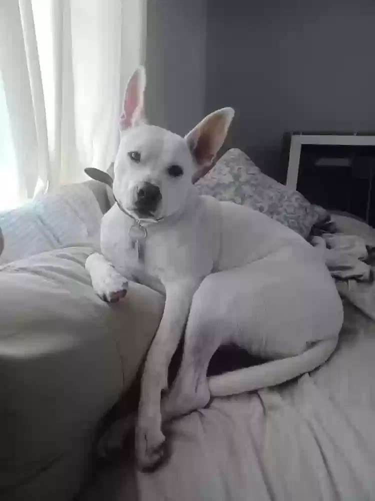 Rodie, German Shepard, Husky, Australian cattle dog, Staffordshire Terrier Dog for adoption in Palm Bay, FL, 32907-1713