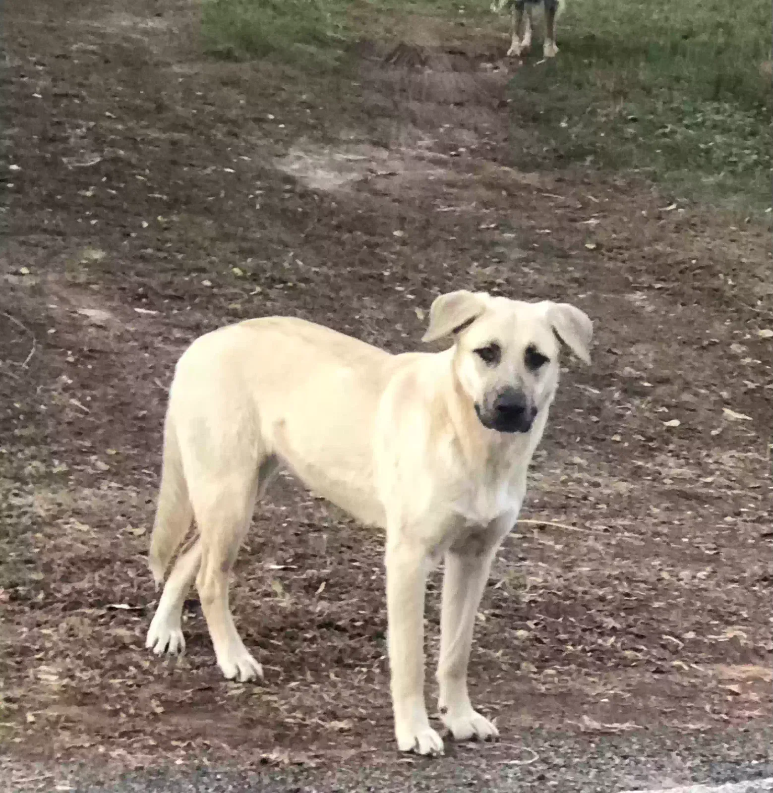 Bonnie and Ivy, Part German shepherd Dog for adoption in Ronda, NC, 28670