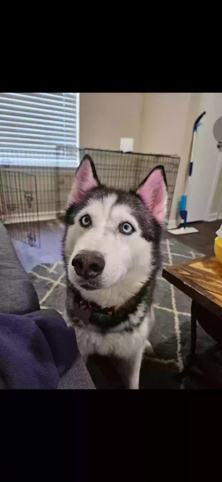 Jenny, Siberian Husky Dog for adoption in Athens, GA, 30601