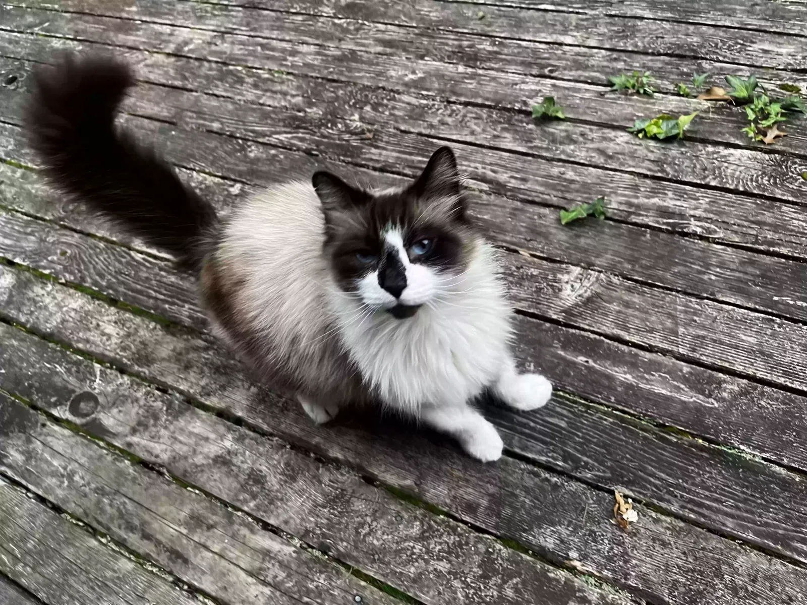 Misha, Maybe part snowshoe or siamese, is fluffy Cat for adoption in Salem, OR, 97301