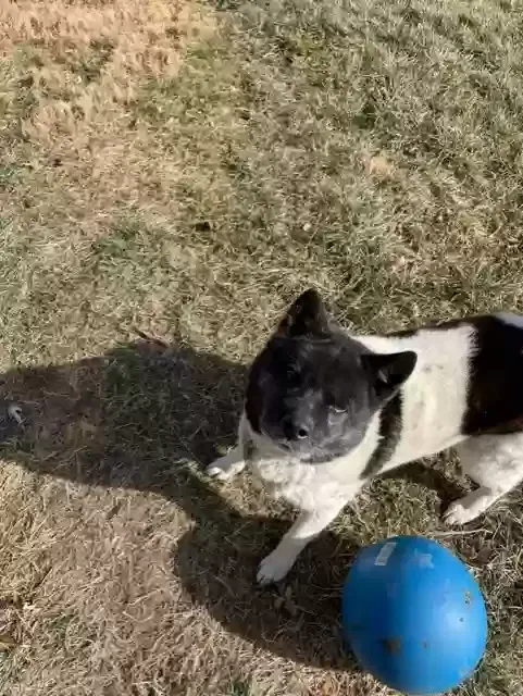 Chica, Akita Dog for adoption in Peculiar, MO, 64078