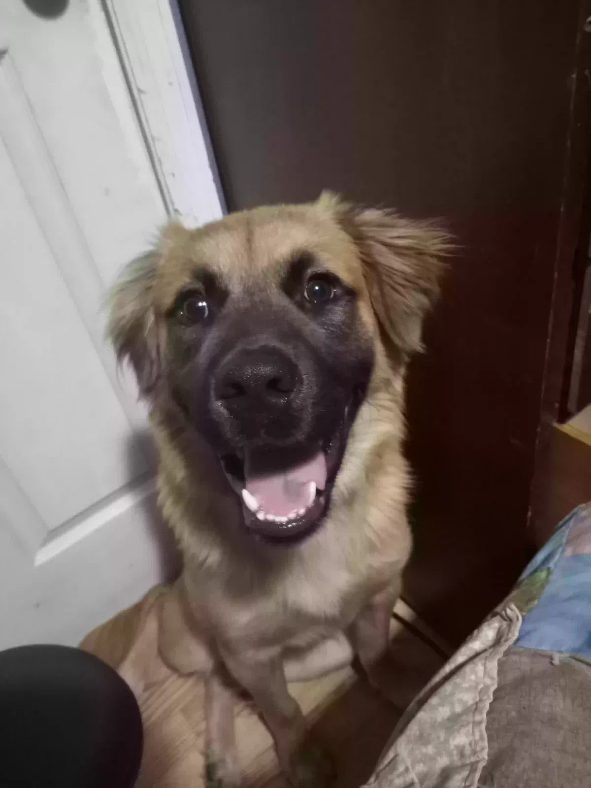 J.D., Shepherd/Retriever Dog for adoption in De Soto, MO, 63020
