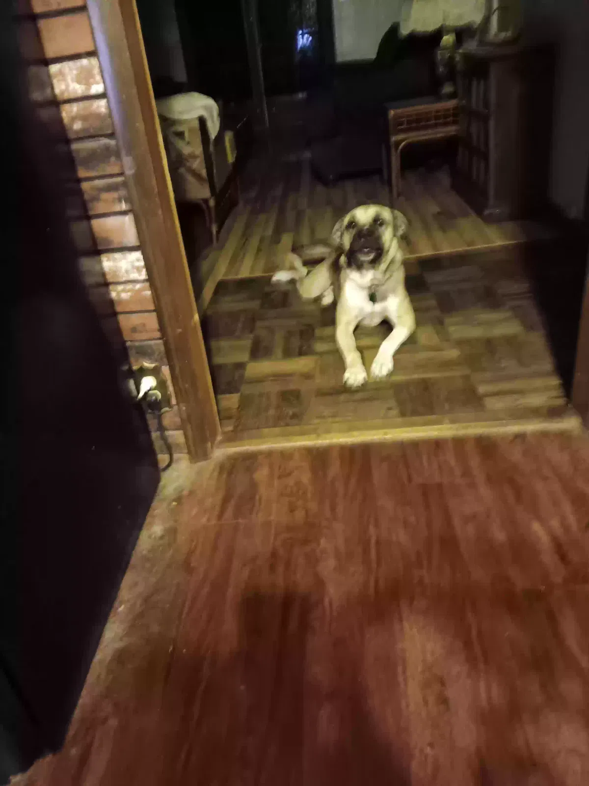 Gracie, Anatolian Shepard / Mix Dog for adoption in Cabool, MO, 65689