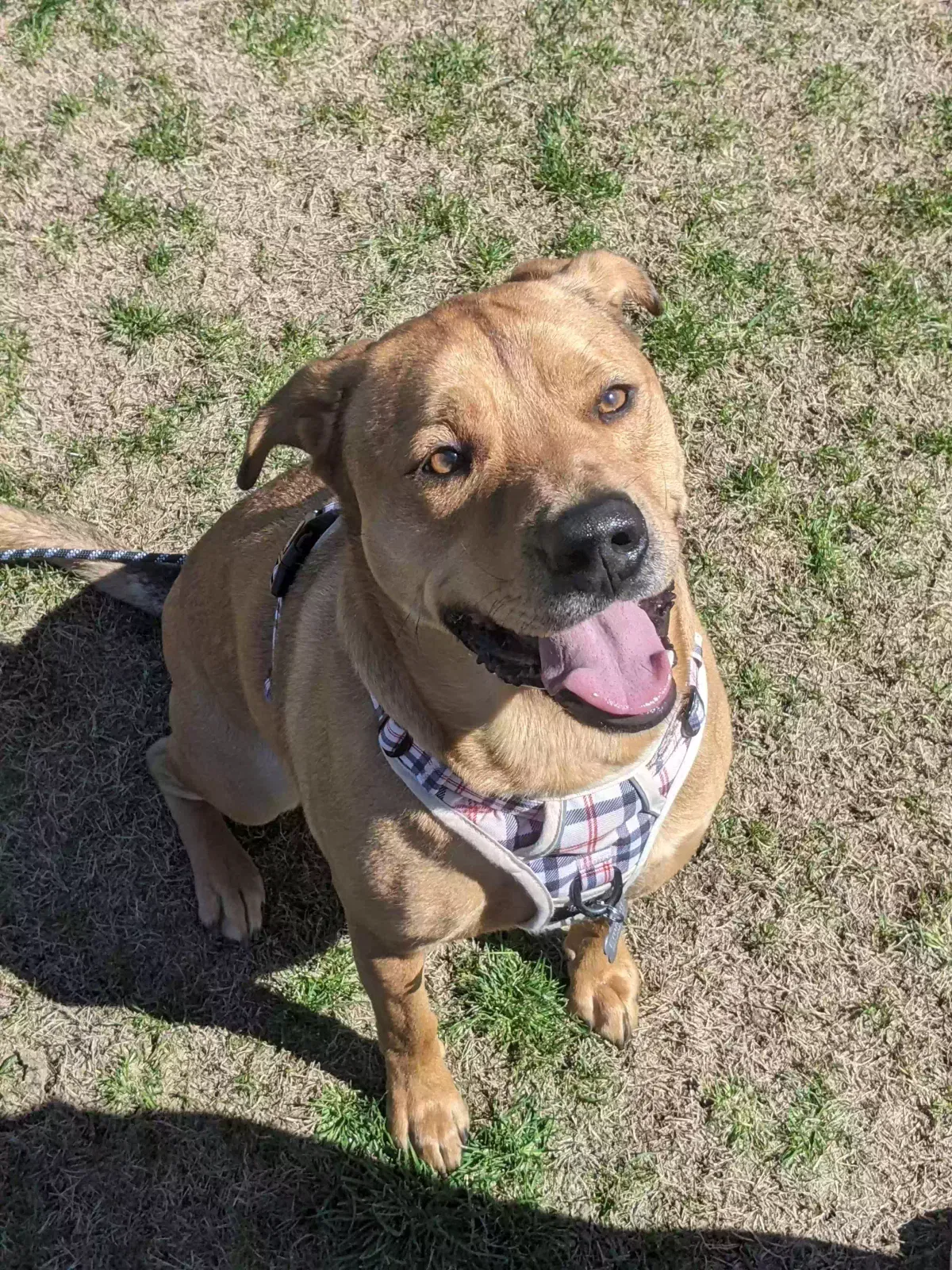 Emmett, Pitbull mix Dog for adoption in Morrisville, NC, 27560