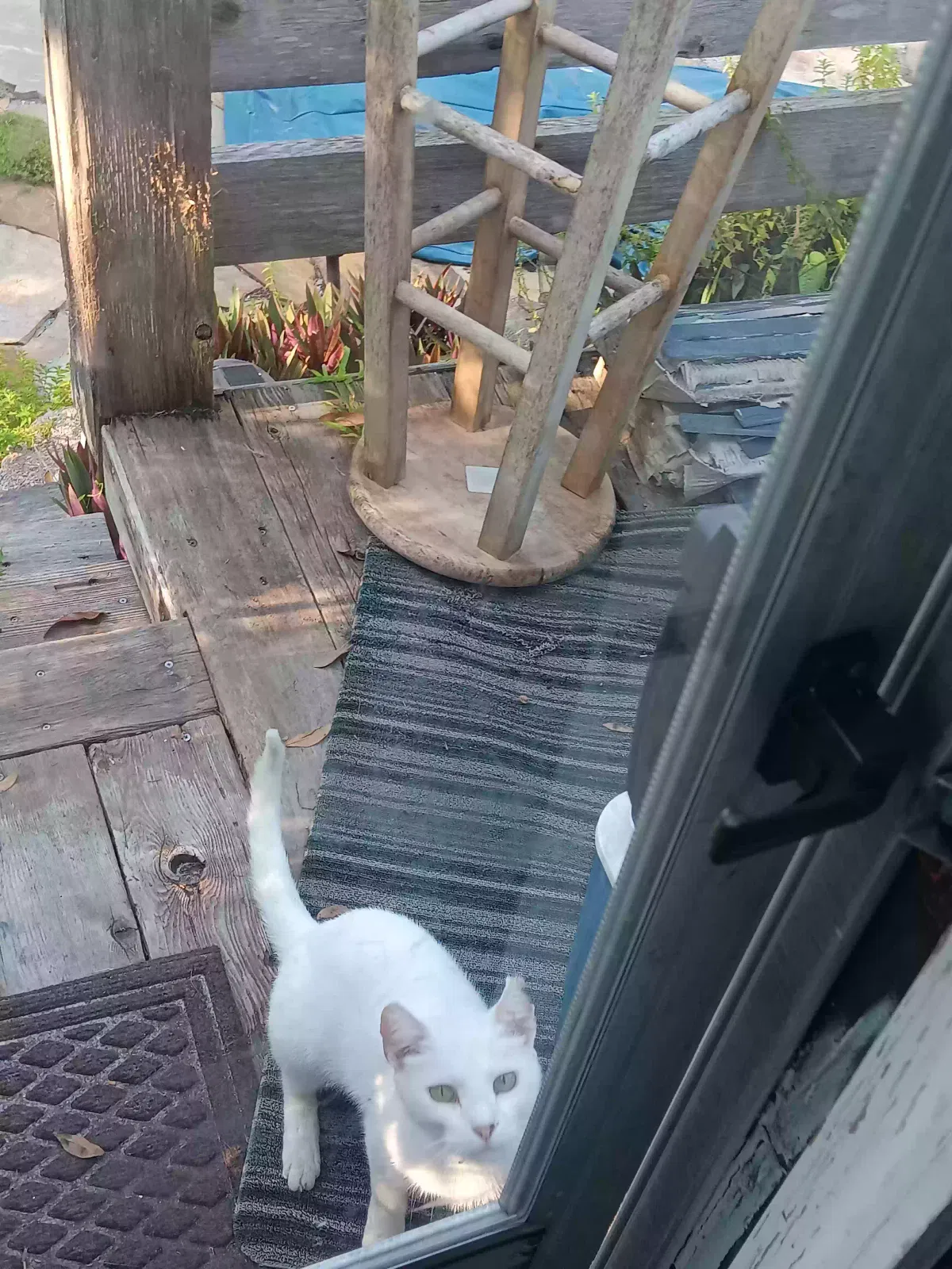 Kitty, White Cat for adoption in Arcadia, FL, 34266