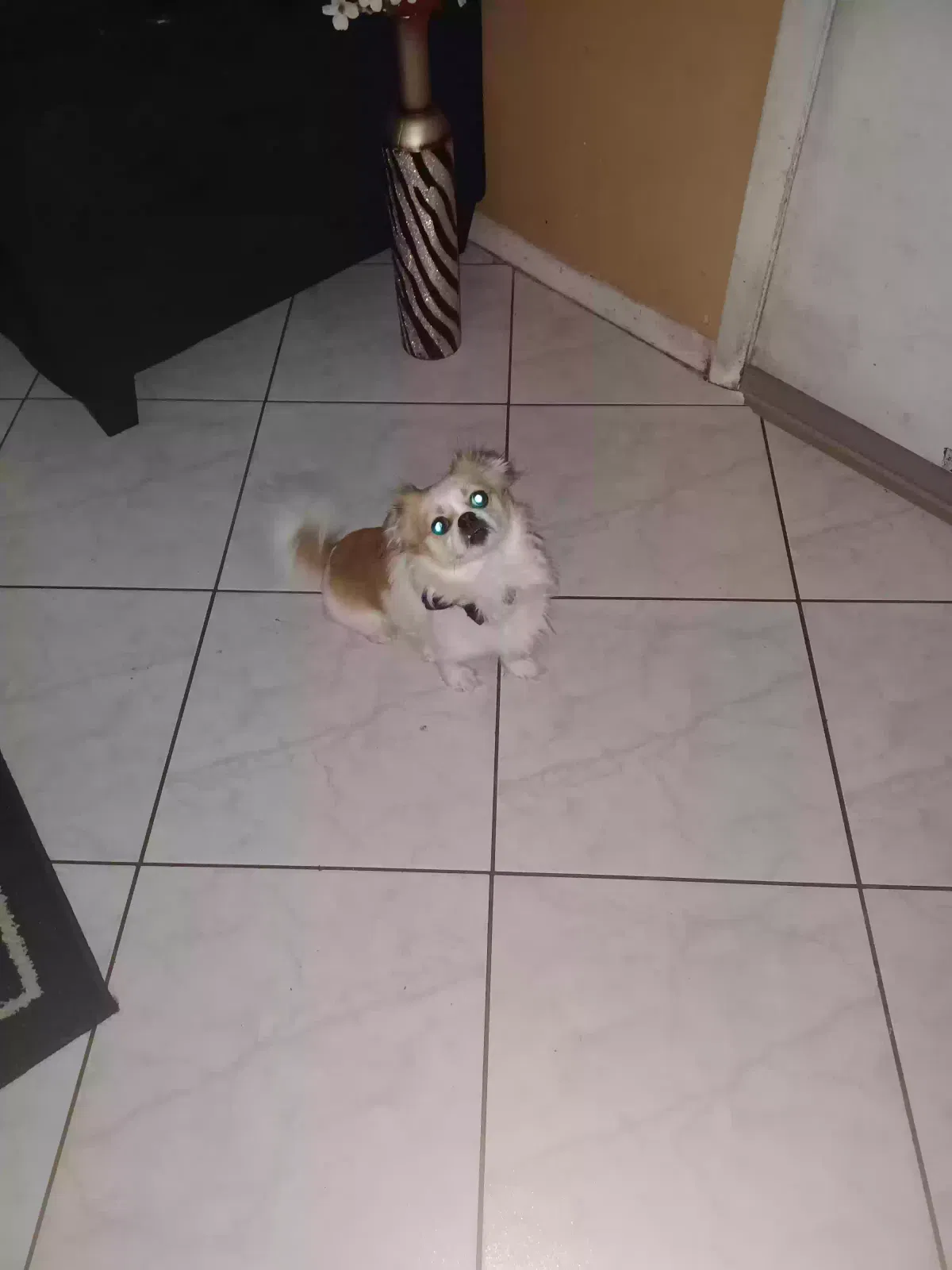 Dez, Pekingese shiatsu chuchauha Dog for adoption in Fort Lauderdale, FL, 33351
