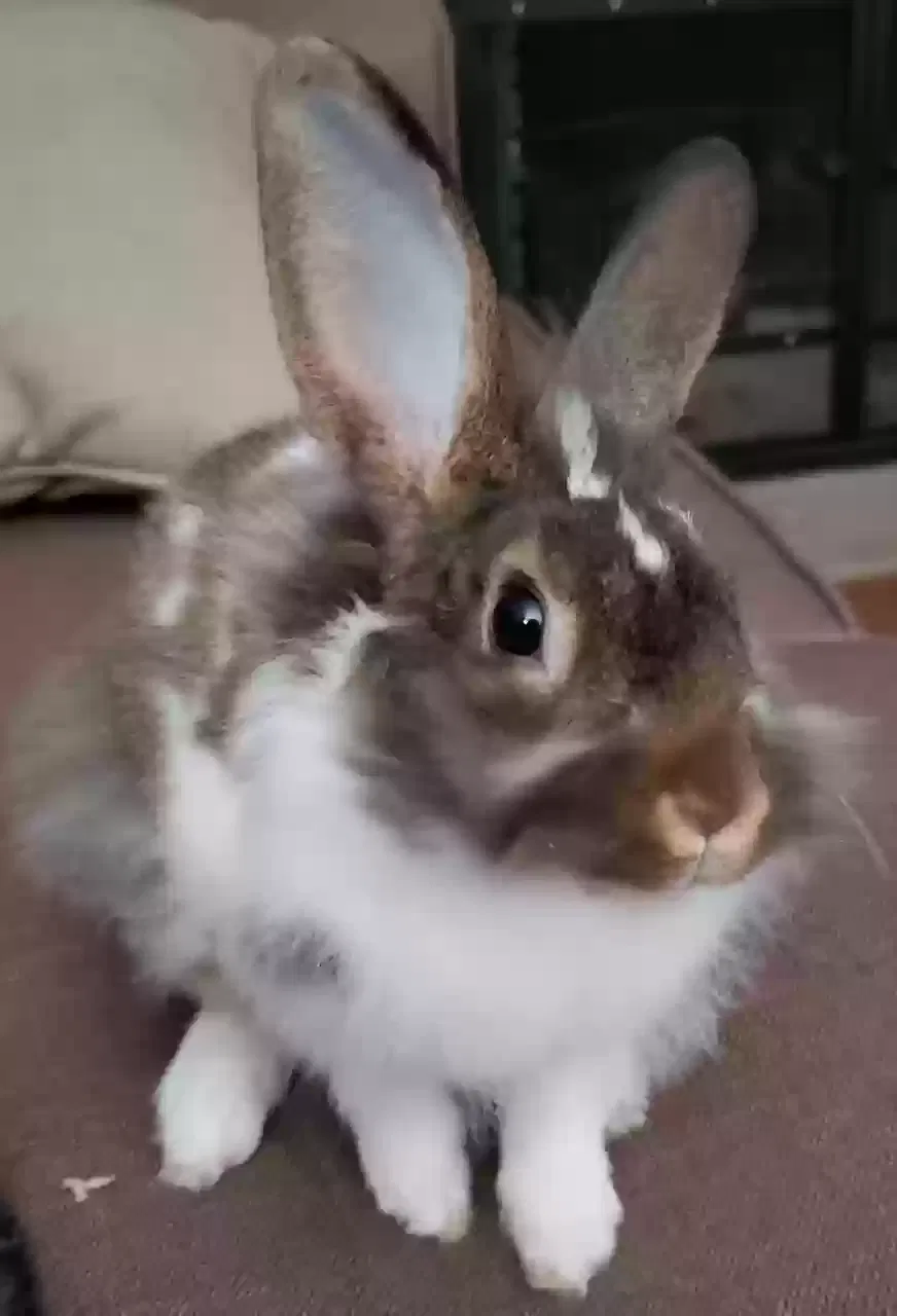 Oreo and Coco, Jersey Wooly Pet for adoption in Sussex, NJ, 07461
