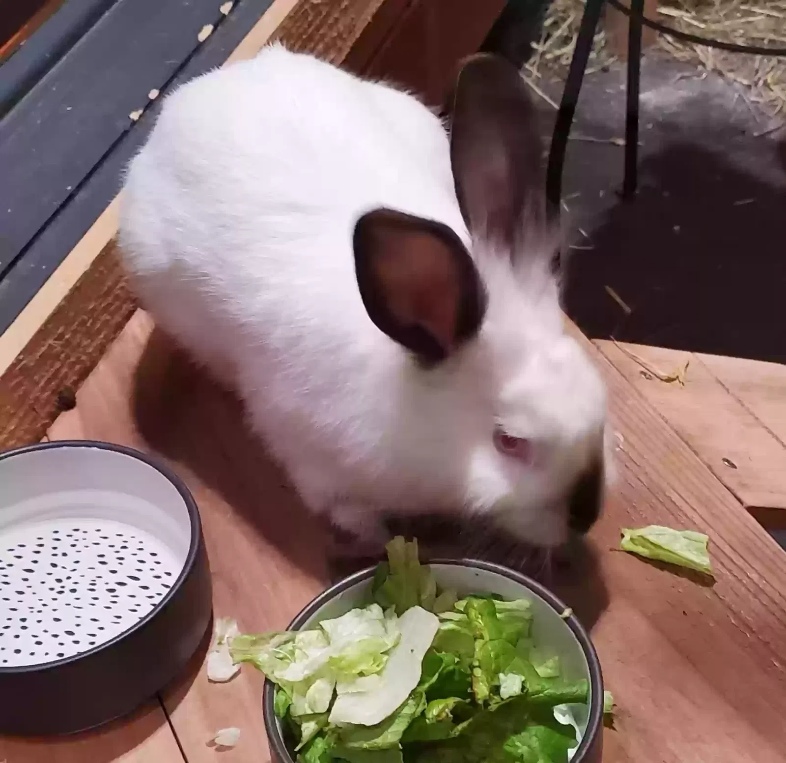 Darrell, Californian Pet for adoption in Plano, TX, 75074