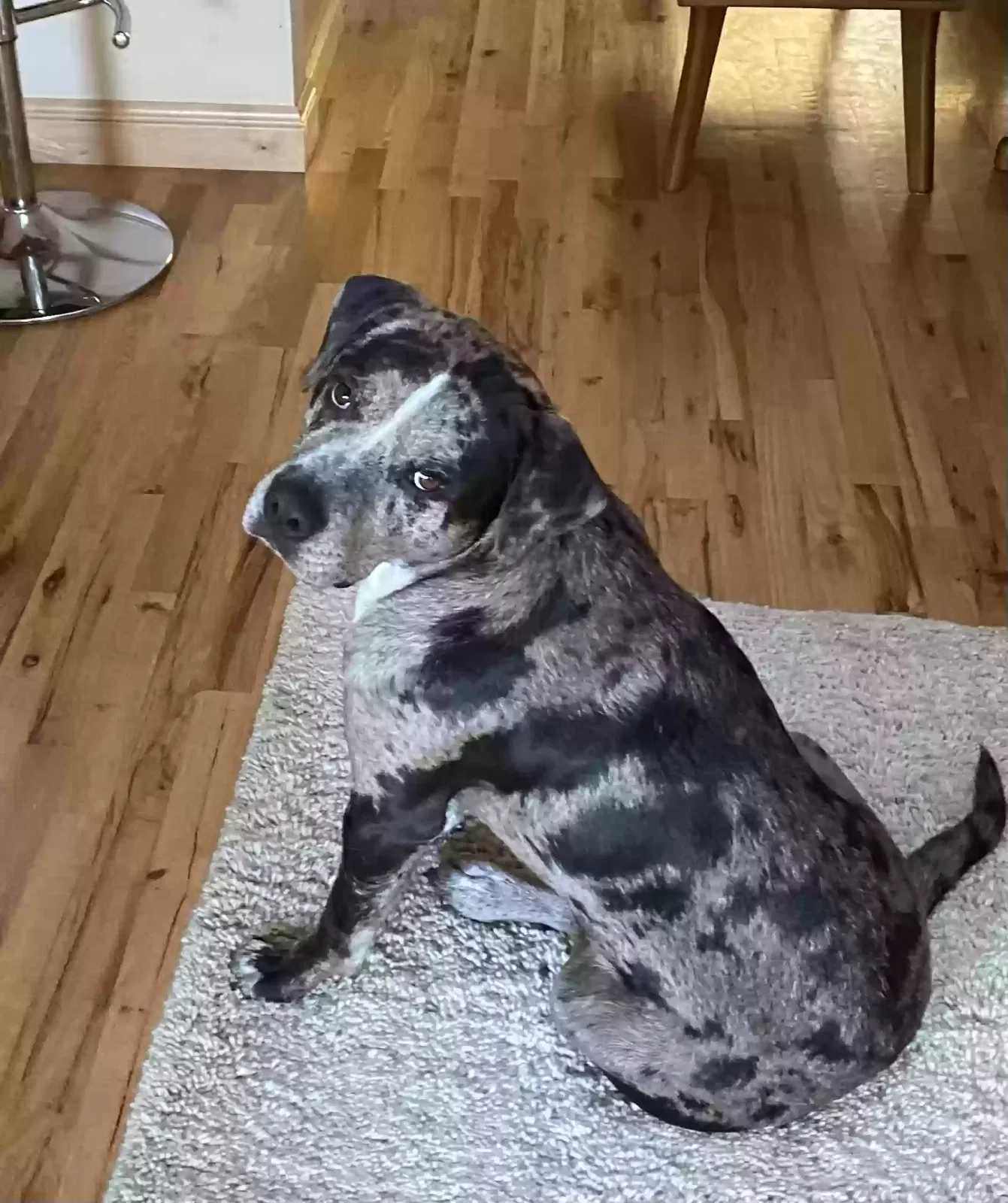 Burger, American Pit Bull Terrier and Catahoula Leopard Dog Dog for adoption in Bellevue, WA, 98008-3424