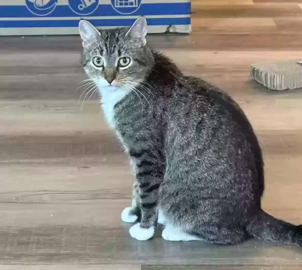 Priscilla, Unknown Cat for adoption in Mexico, MO, 65265