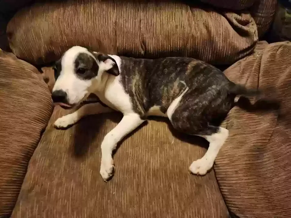 Miracle, Pit mix Dog for adoption in Charlestown, IN, 47111