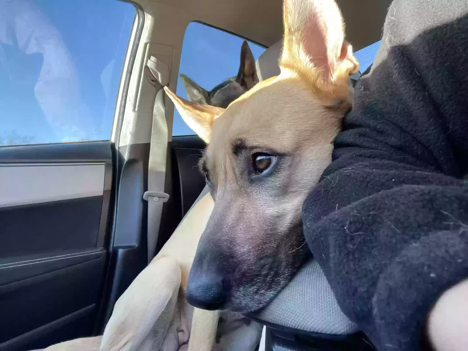 Arya, Shepherd Mix Dog for adoption in Webster, TX, 77598