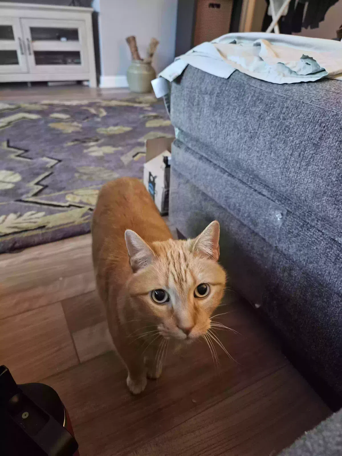 Katherine, Domestic Shorthair Cat for adoption in Englewood, CO, 80111