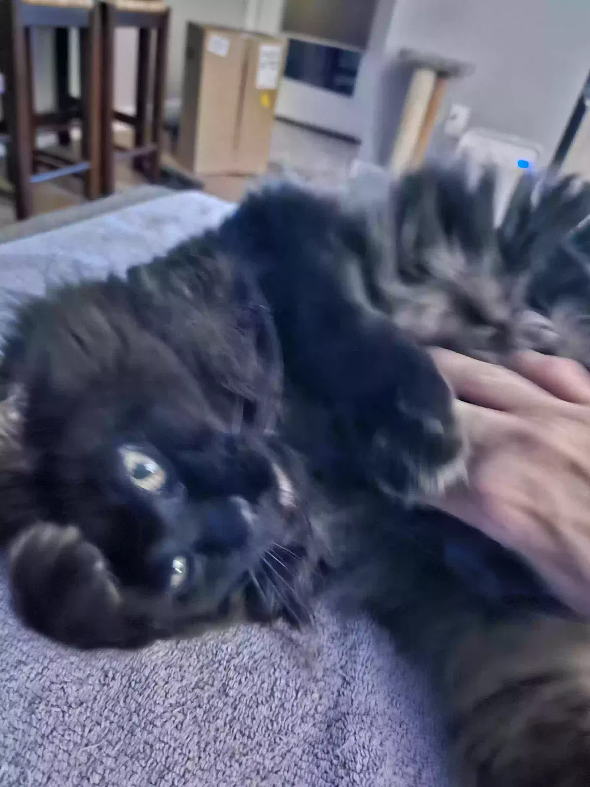 Marco, Unknown Cat for adoption in Englewood, CO, 80111