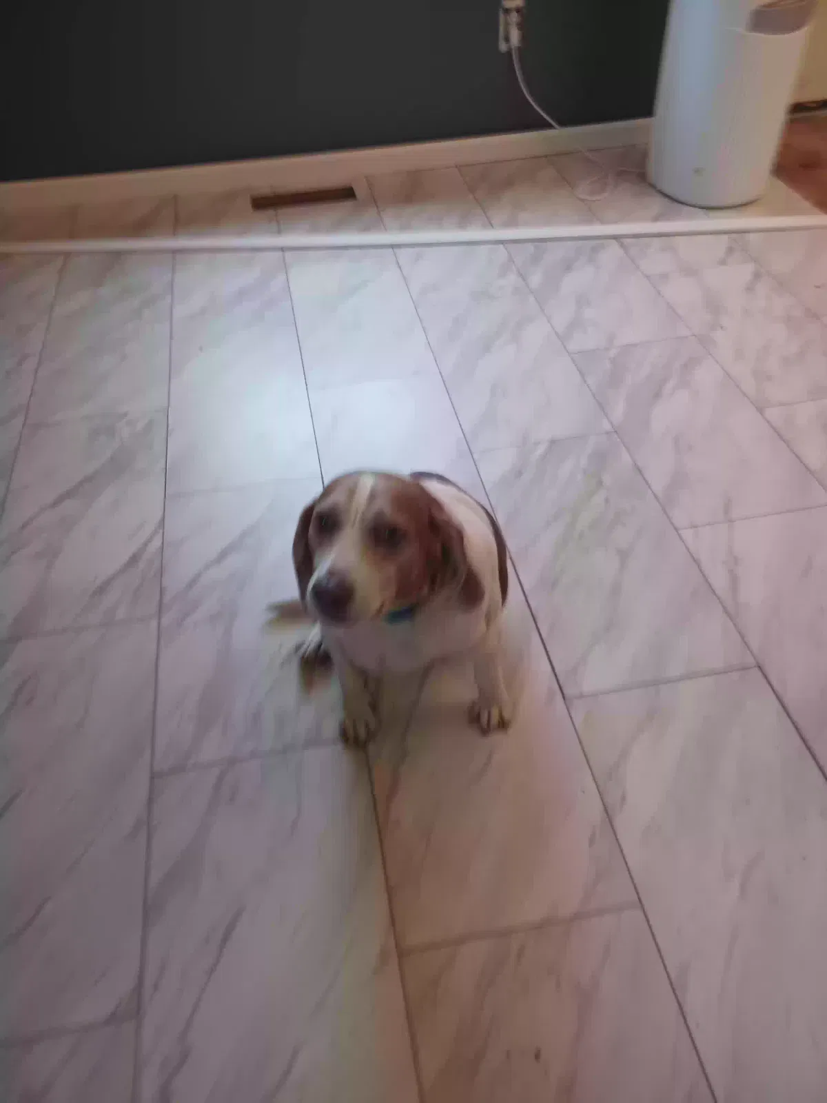 Bagle, Beagle Dog for adoption in Lincoln Park, MI, 48146