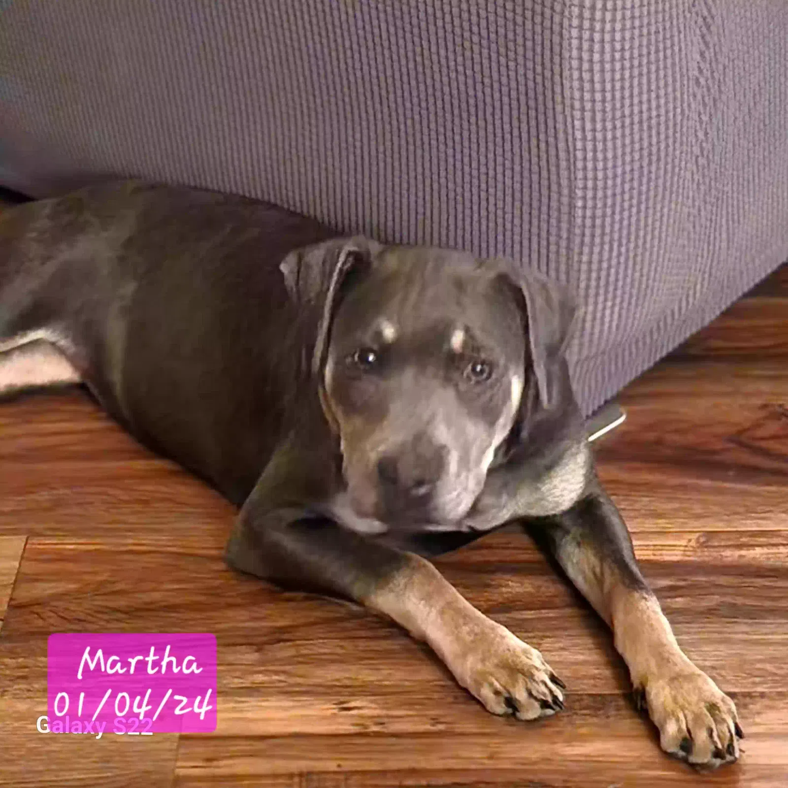 Martha, Staffordshire terrier mix Dog for adoption in Greeneville, TN, 37743