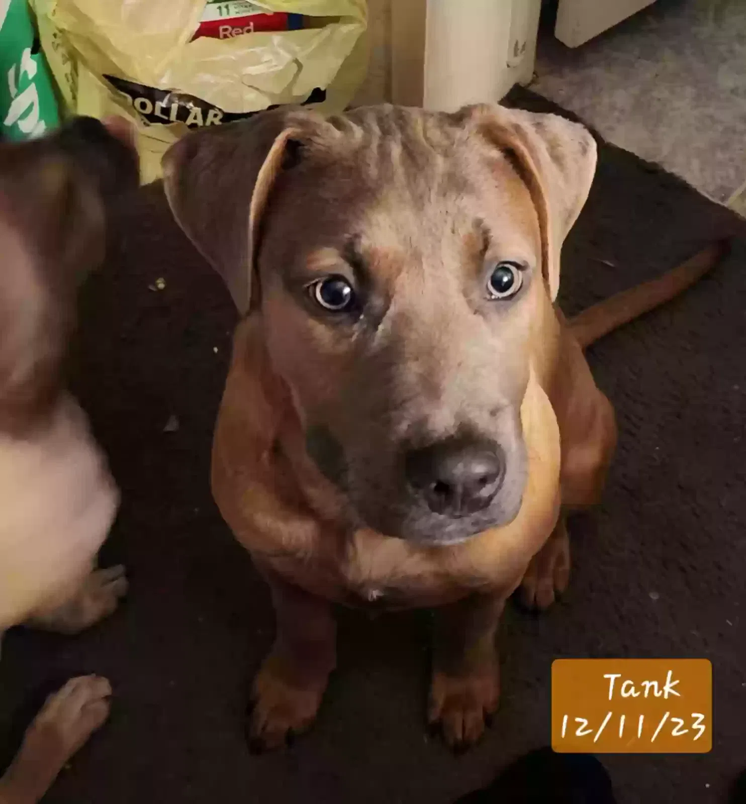 Tank, Unknown Dog for adoption in Greeneville, TN, 37743