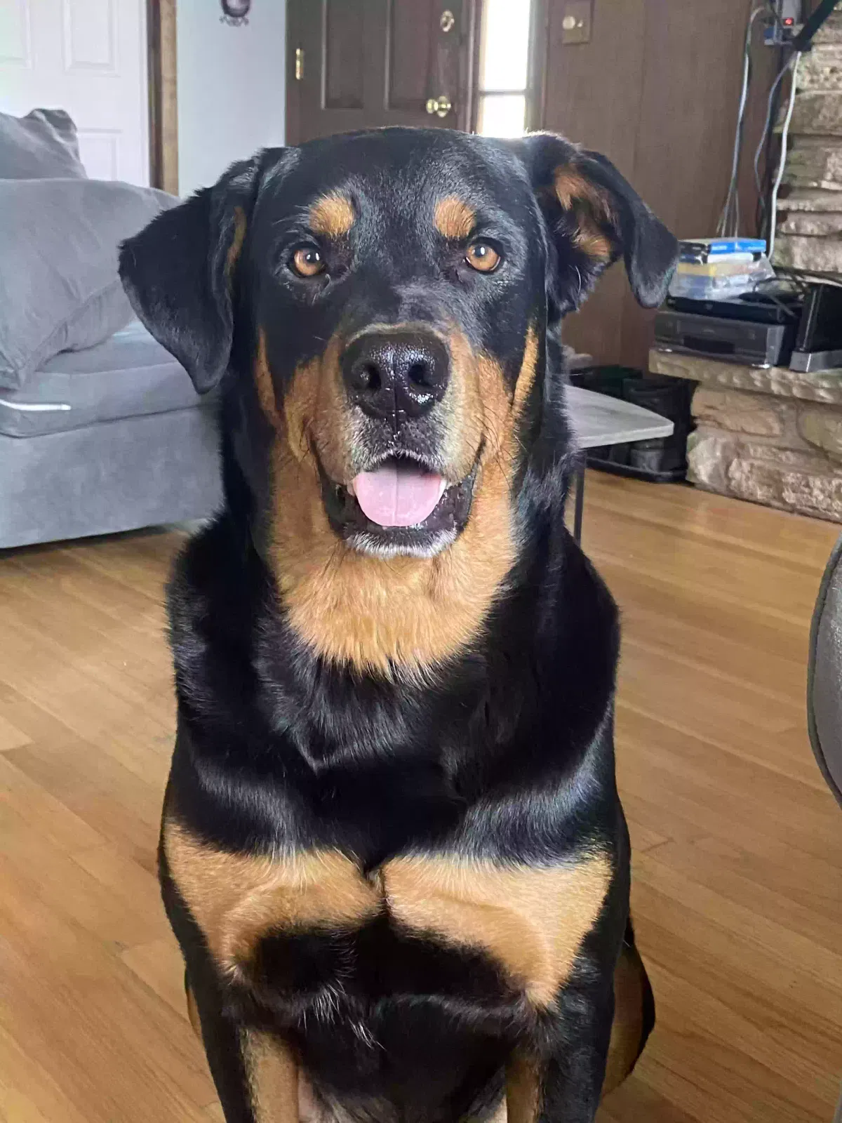 Ben, Rottweiler/German Shepherd Dog for adoption in Des Plaines, IL, 60016