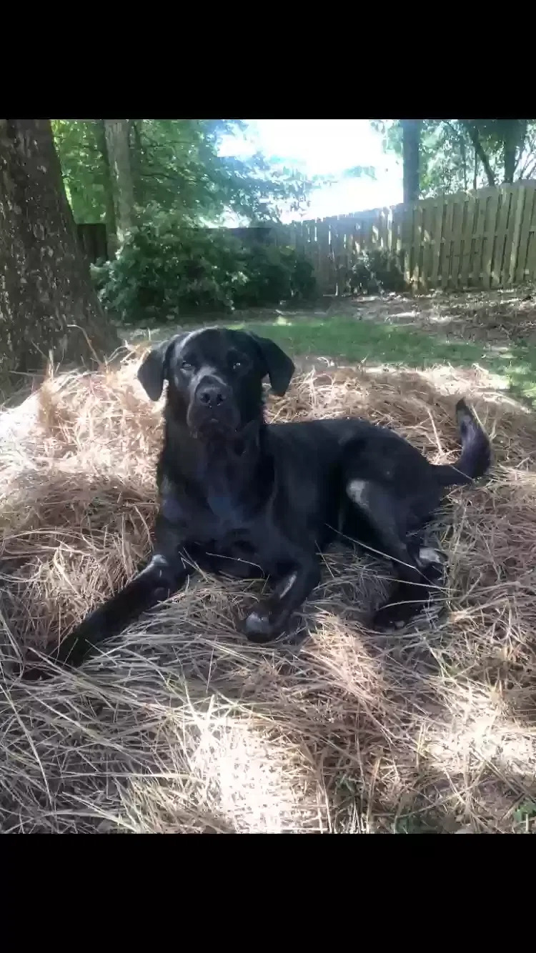 Jeig, Labrador Dog for adoption in Evans, GA, 30909