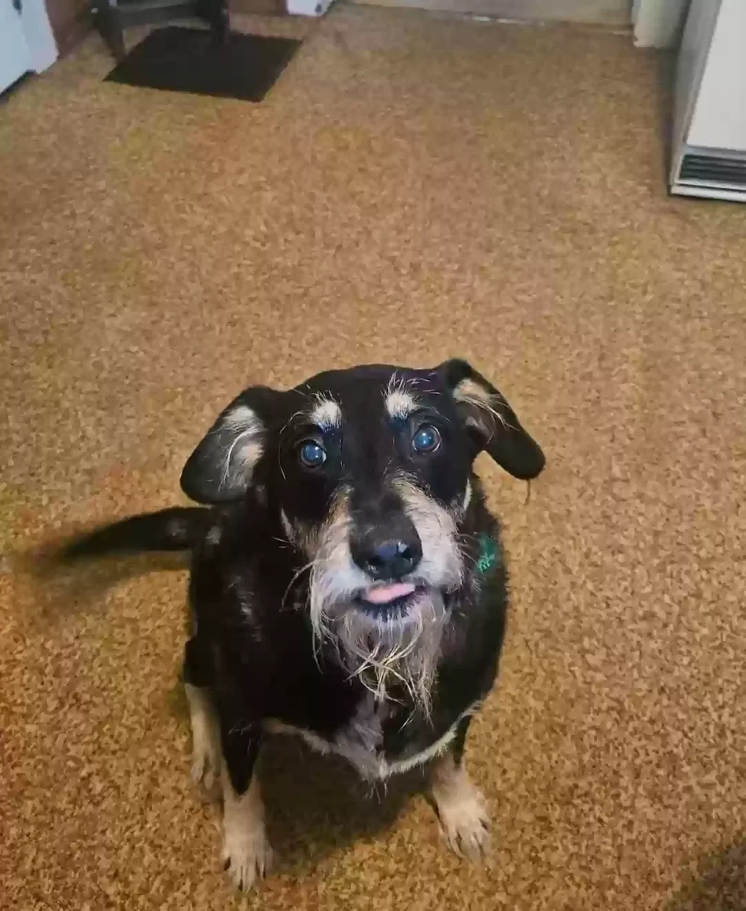 Knute, Terrier/Shepherd cross Dog for adoption in Youngstown, OH, 44509