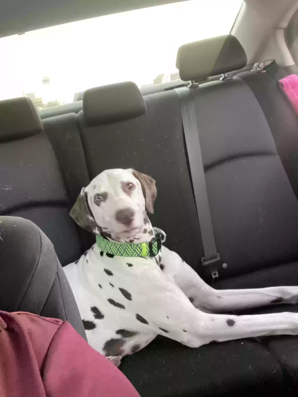 Marshall, Dalmatian Dog for adoption in Port Richey, FL, 34668