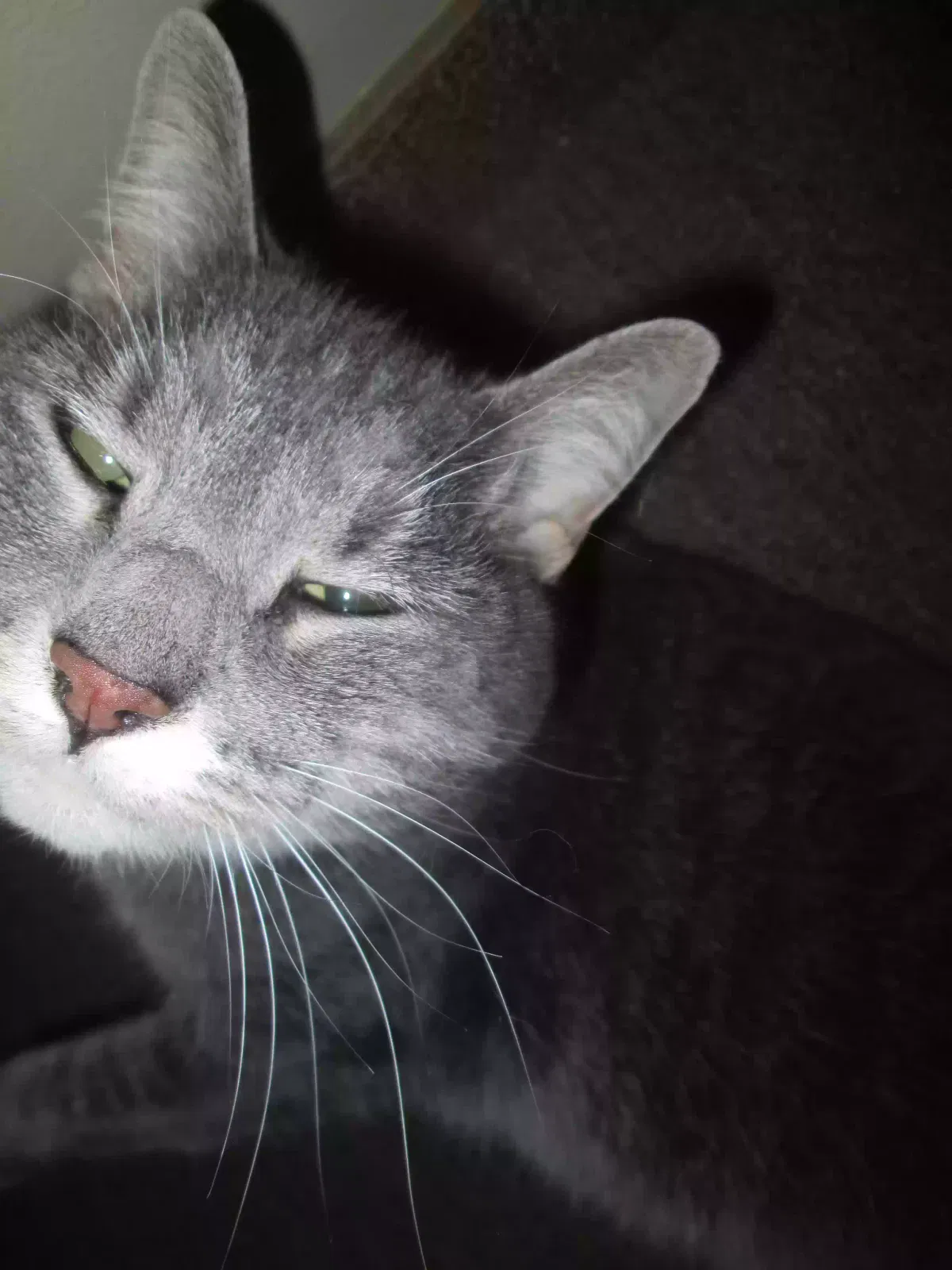 Carmelita, Tabby Cat for adoption in Cincinnati, OH, 45246
