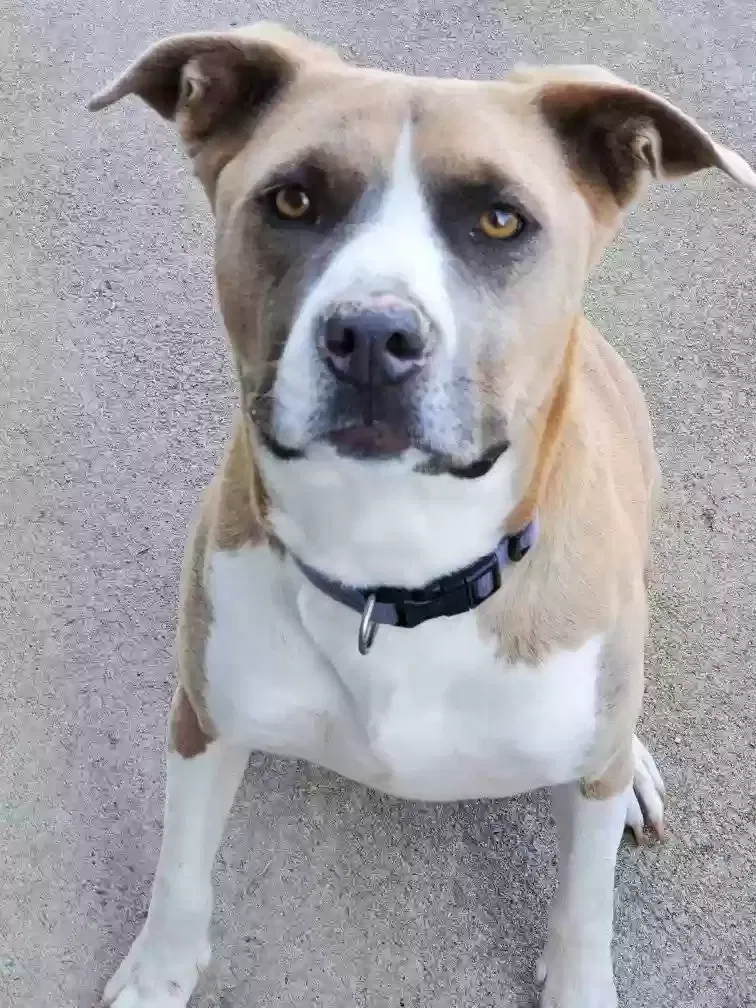 Charley, Labrador/German Shepherd/Pit Bull Dog for adoption in Dallas, NC, 28034