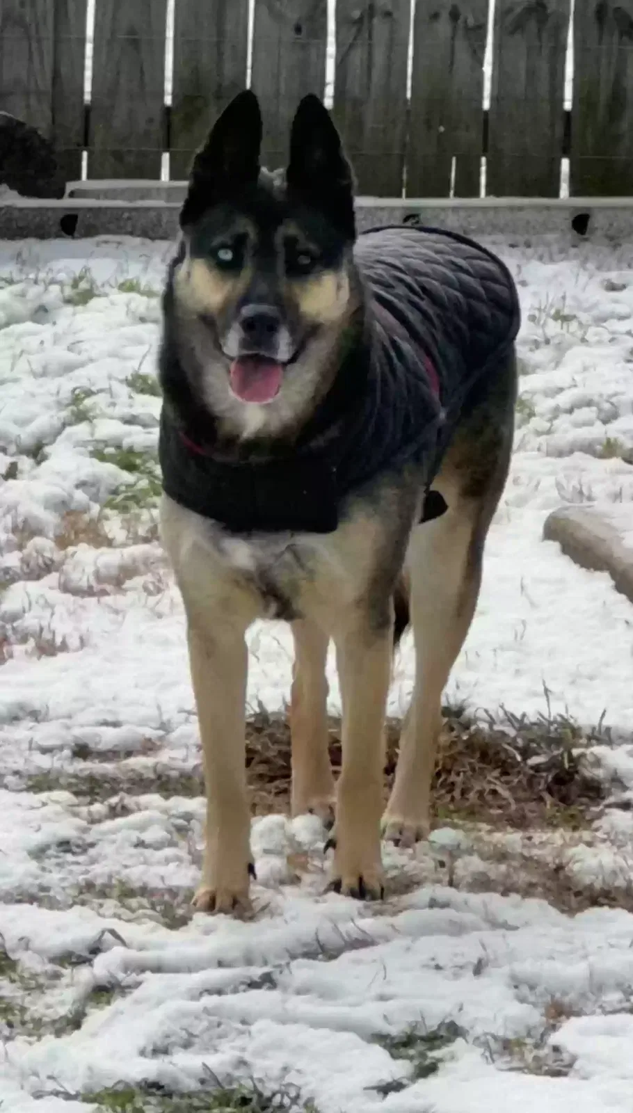 Mocha, Unknown Dog for adoption in Arlington, TX, 76018