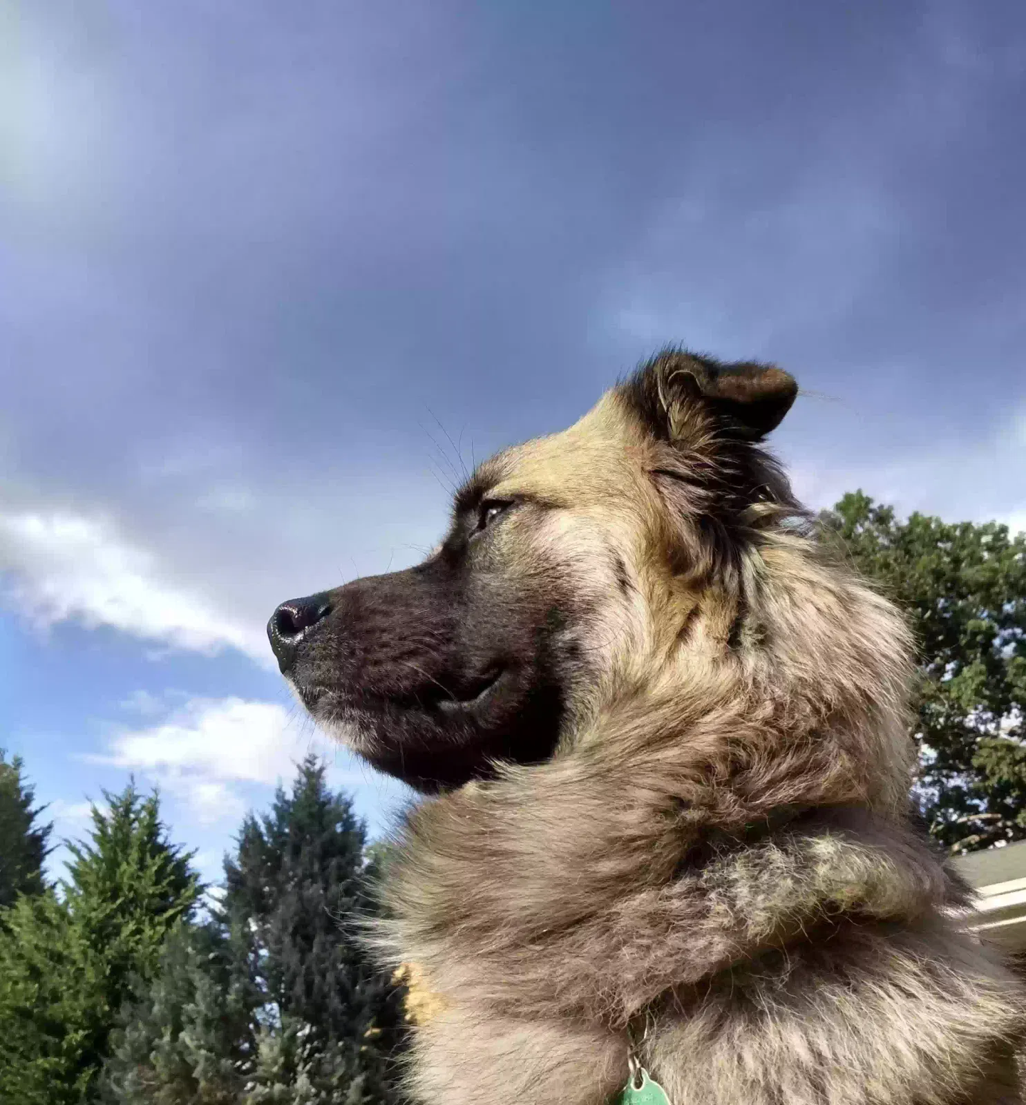 Kacey, possible shepherd/collie mix? Dog for adoption in Waynesville, NC, 28785