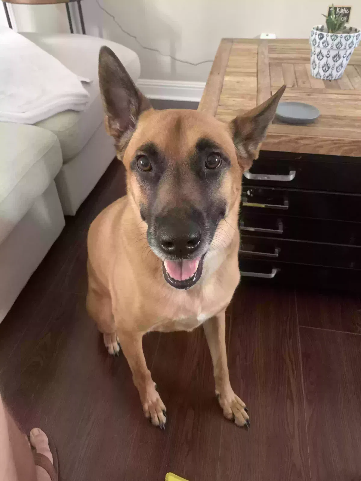 Talon, Belgian Malinois Dog for adoption in Clarksville, TN, 37040