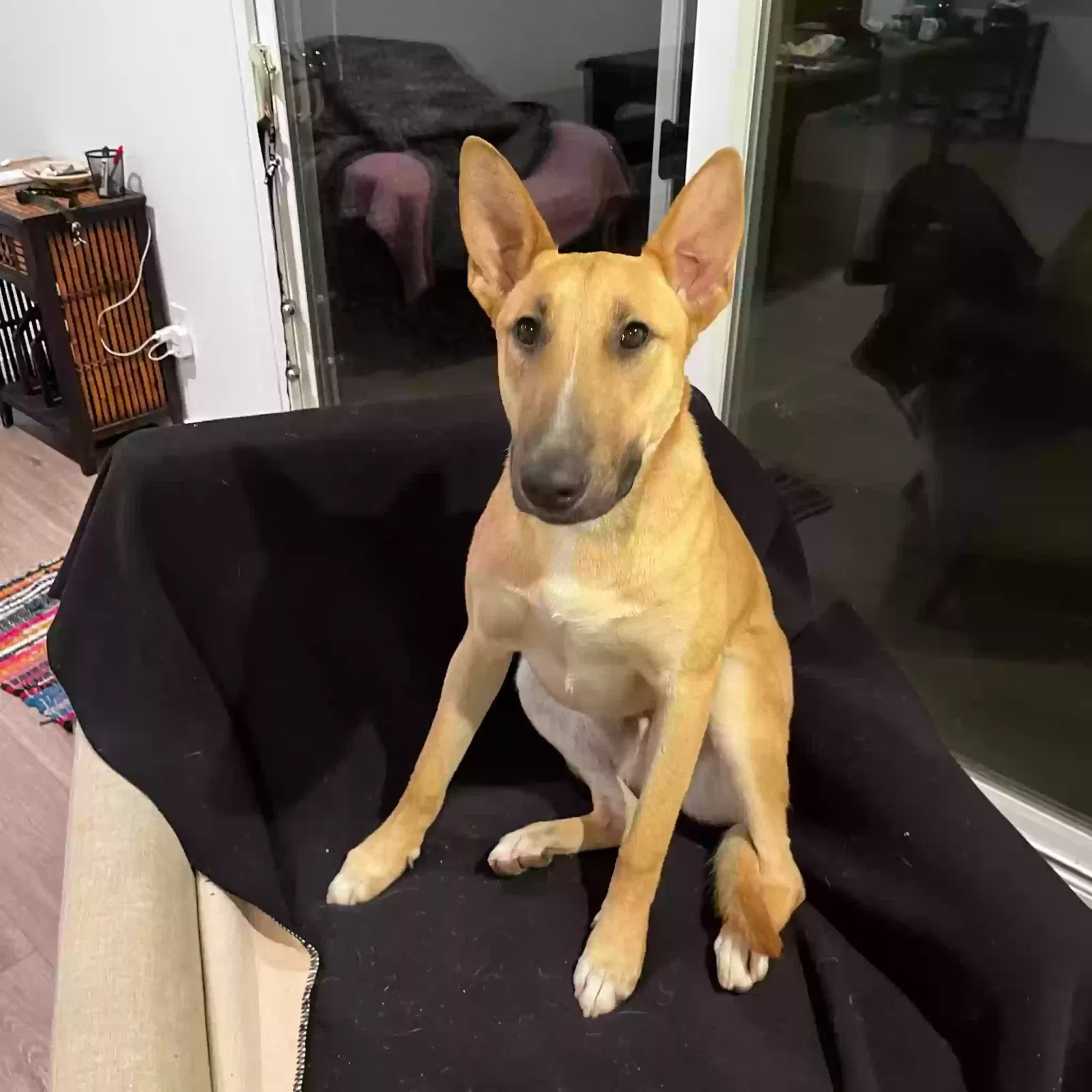 Millie (Milagro), Bull Terior and German Shepard Dog for adoption in West Hills, CA, 91307