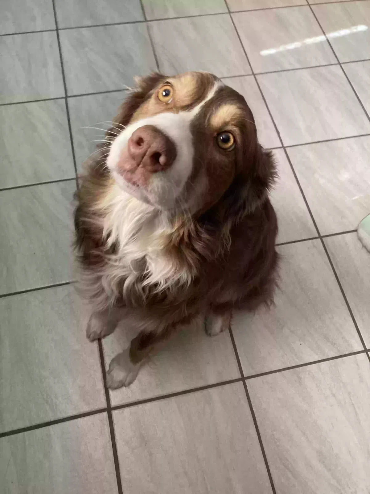 Lilo, Australian shepherd Dog for adoption in Quincy, WA, 98848