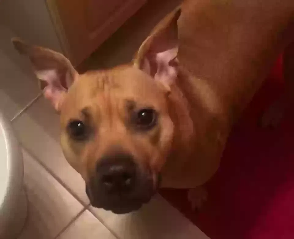 Pupa, Pit Bull Dog for adoption in Bronx, NY, 10461