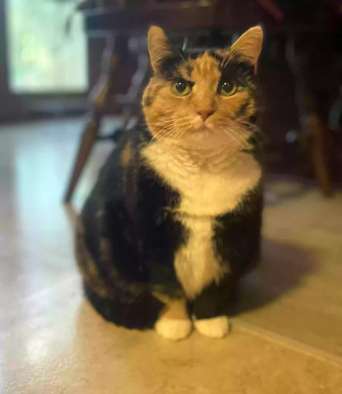 Miss Molly, Calico Cat for adoption in Acworth, GA, 30120