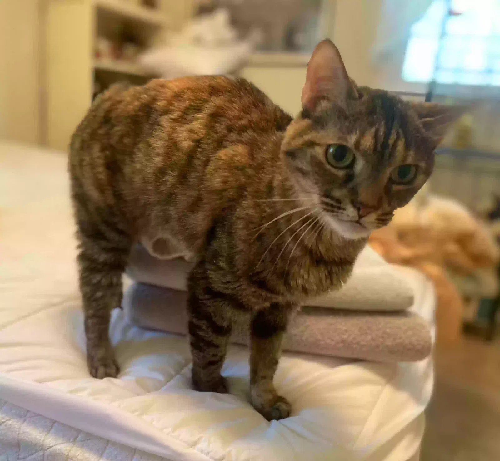 Miss Murphy, Calico Cat for adoption in Cartersville, GA, 30705