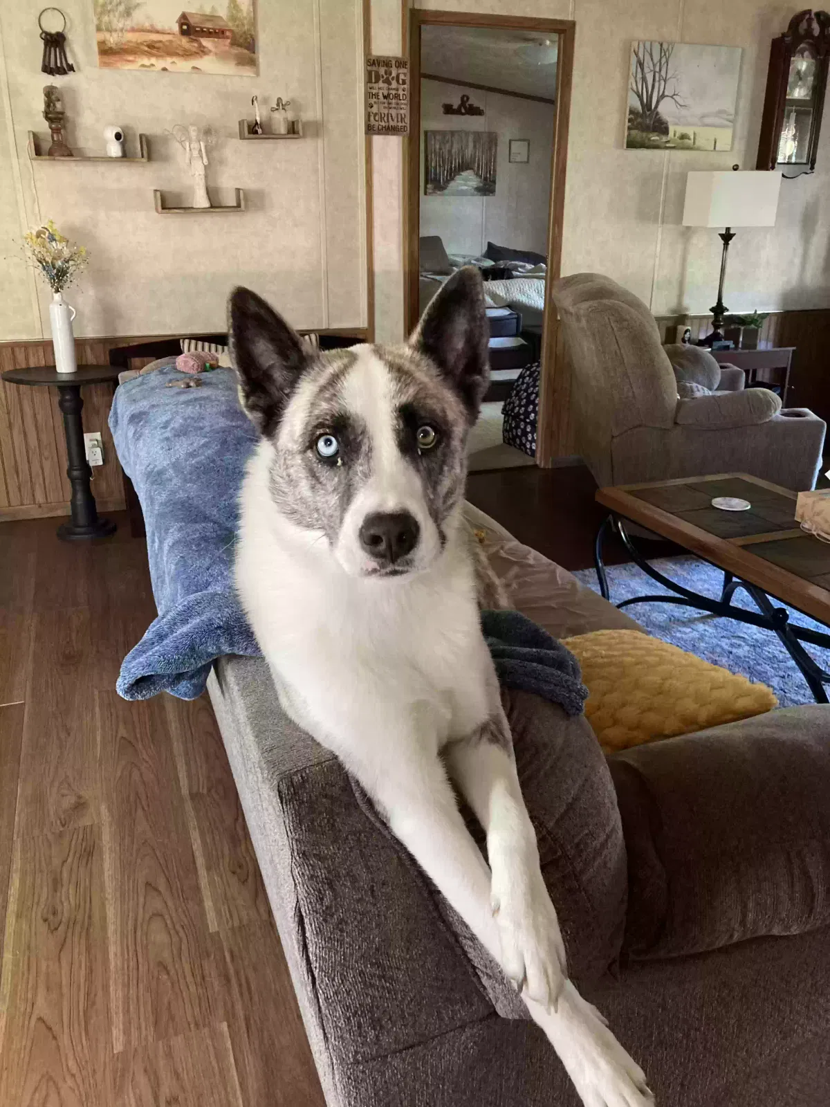 Chevelle, Husky mix Dog for adoption in North Vernon, IN, 47265