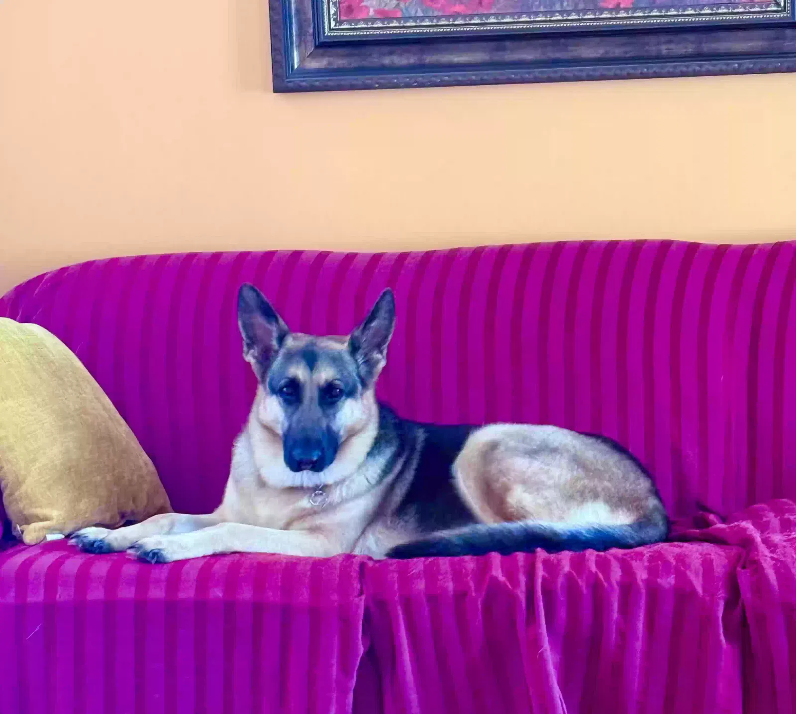 Raina, German Shepherd Dog for adoption in Conyers, GA, 30094