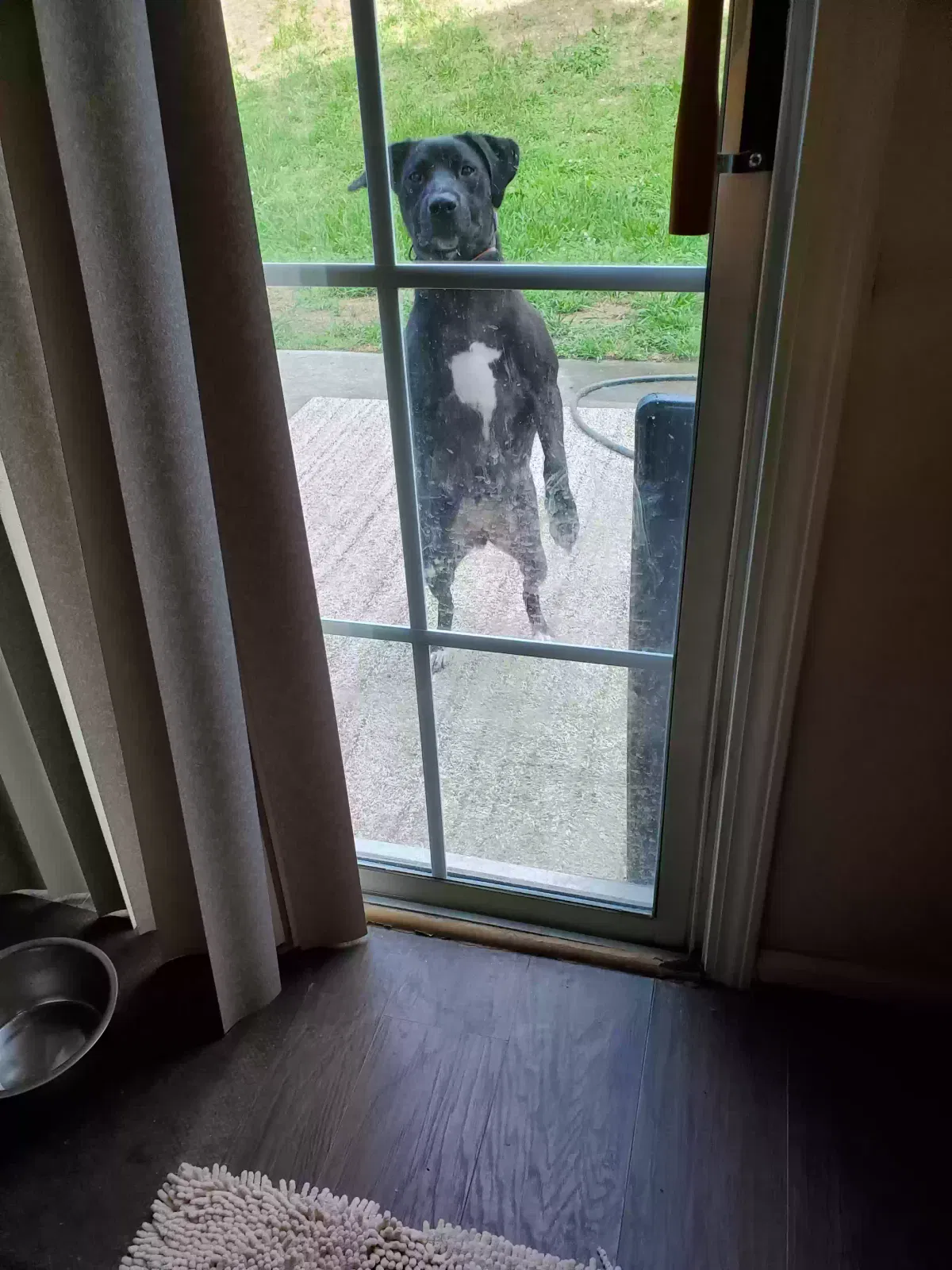 Shady, Lab mix Dog for adoption in High Point, NC, 27260