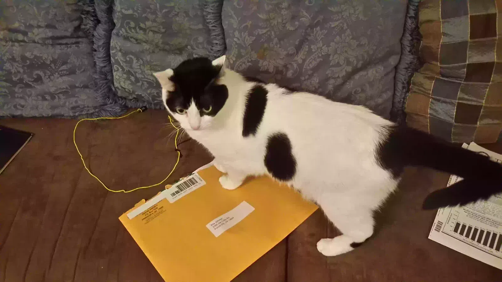 Dottie, Unknown Cat for adoption in Ponca City, OK, 74604