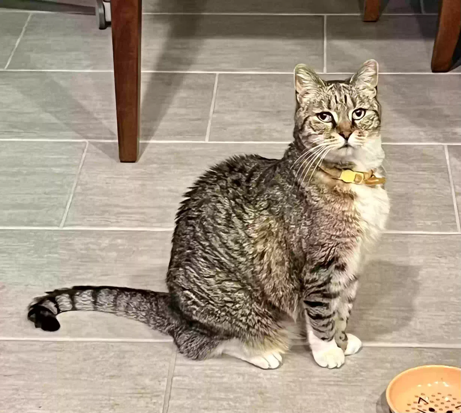Shiva, Unknown Cat for adoption in Portland, TX, 78374