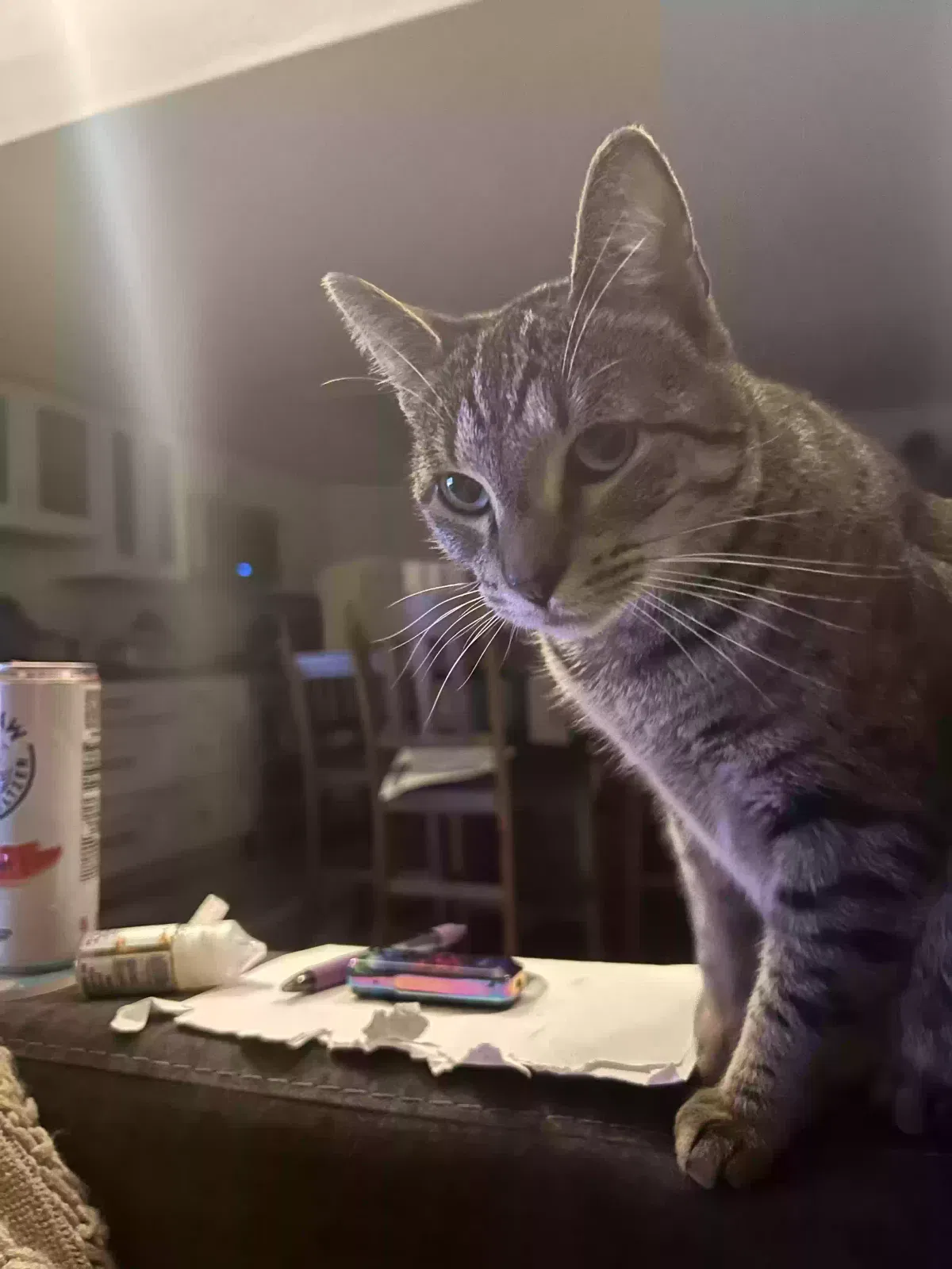 Momma Grey, Domestic shorthair Cat for adoption in Corpus Christi, TX, 78402
