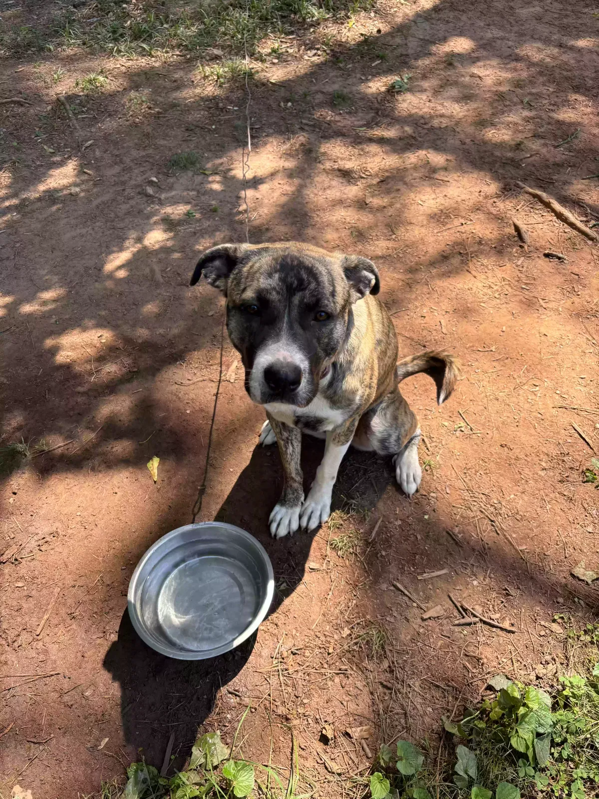 Luna, Unknown Dog for adoption in Decatur, GA, 30034
